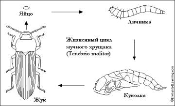 На фото строение хрущака